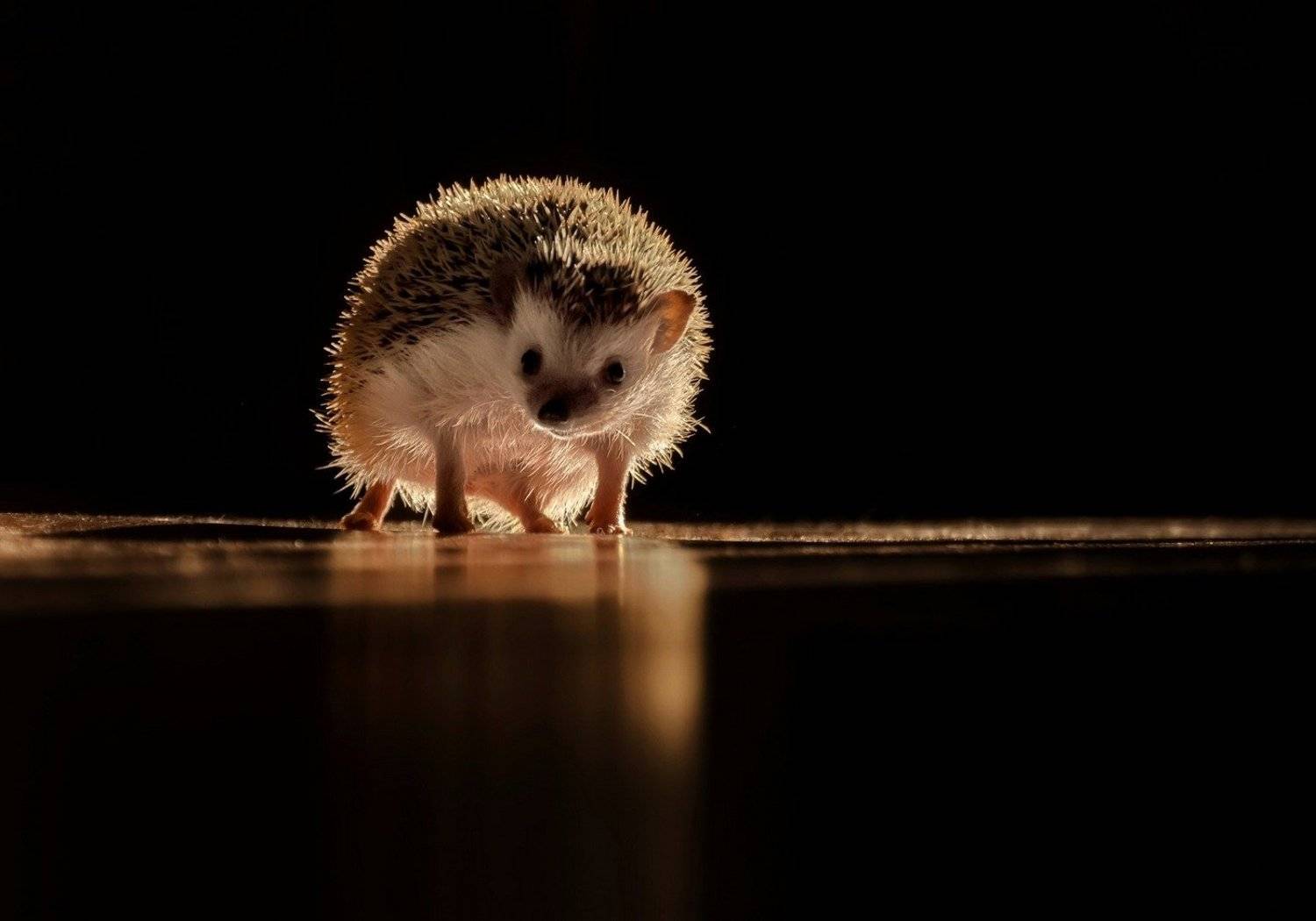 , Марина Фомина