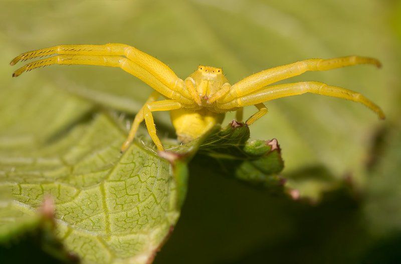 * фото превью