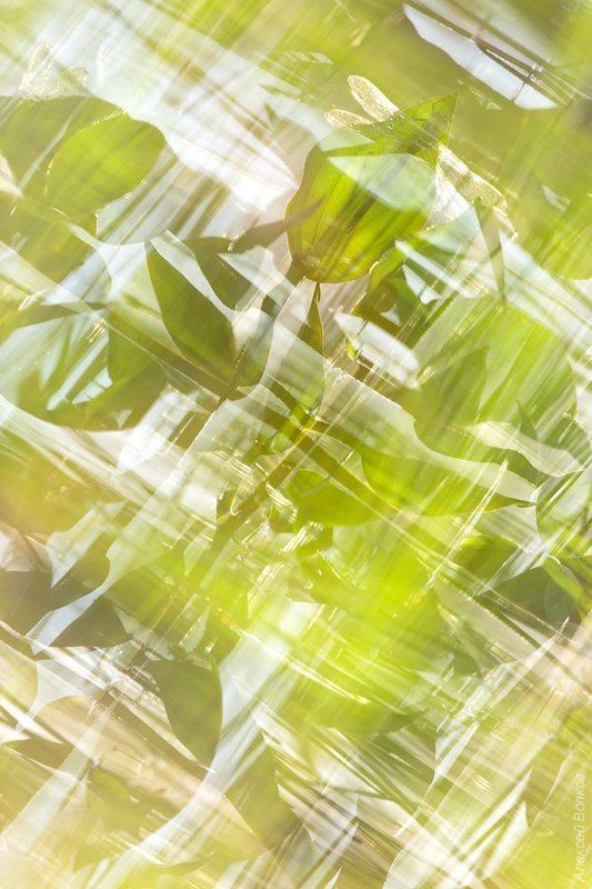 коромысло синее, стрекоза, природа Калейдоскоп фото превью