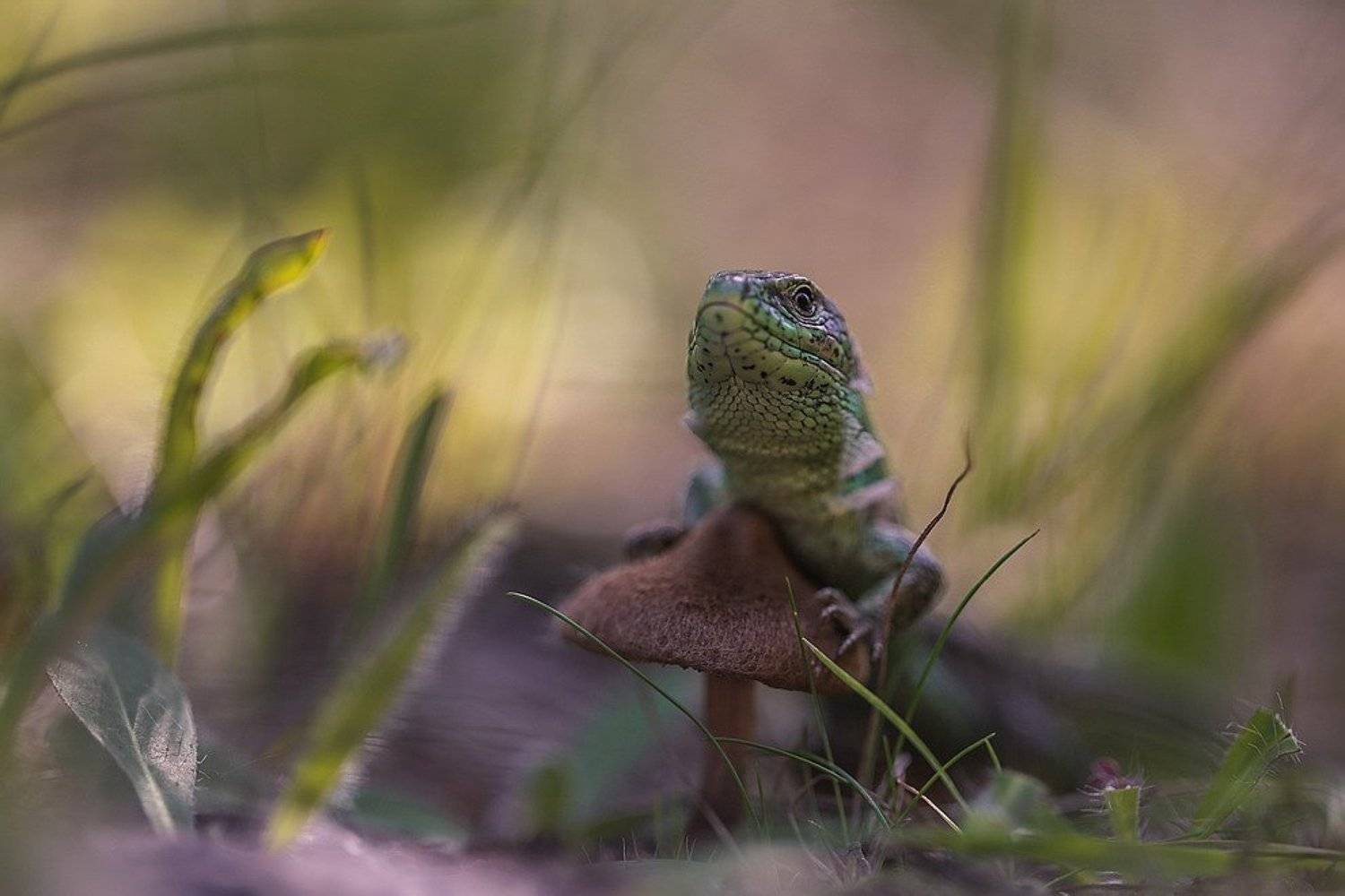 , Вячеслав Мищенко