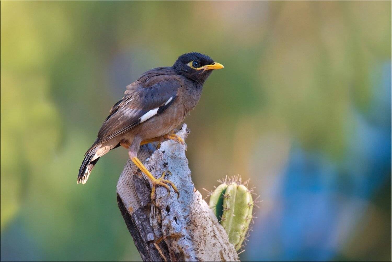 майна, птенец, кактус, Людмила Бекман