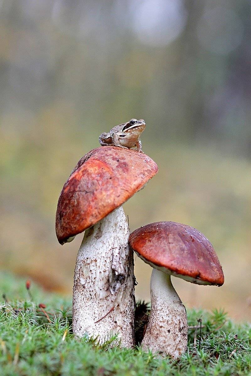 , Галина Горькавая