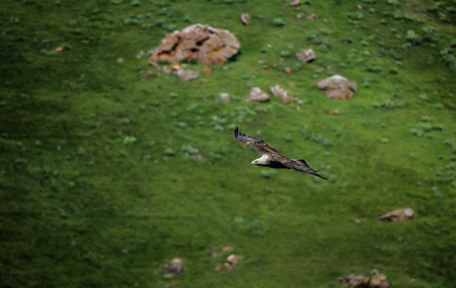 горы,патруль,птица,хищник,орёл,могильник,охота,зелёный,склон,полёт,aquila heliaca,солнечный орёл, Ксения Соварцева