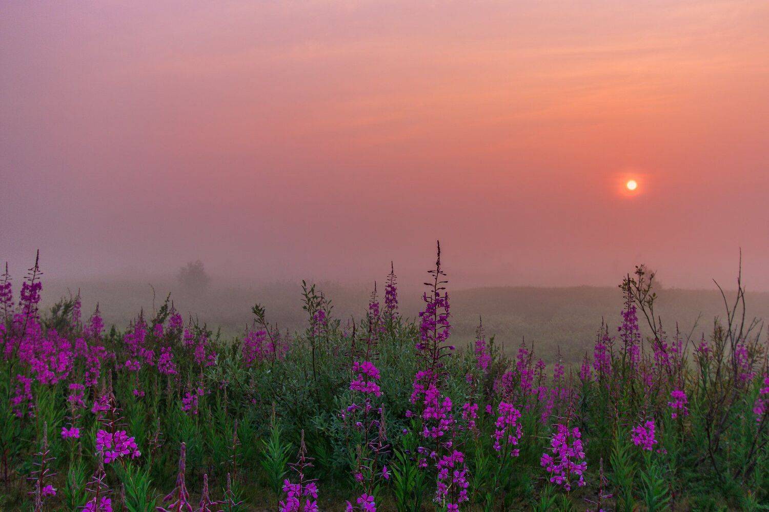 ямал , сибирь, природа, салехард , рассвет, ямал , туман, Настя Братка