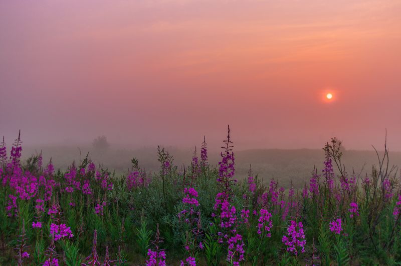 ямал , сибирь, природа, салехард , рассвет, ямал , туман там за туманами ... фото превью