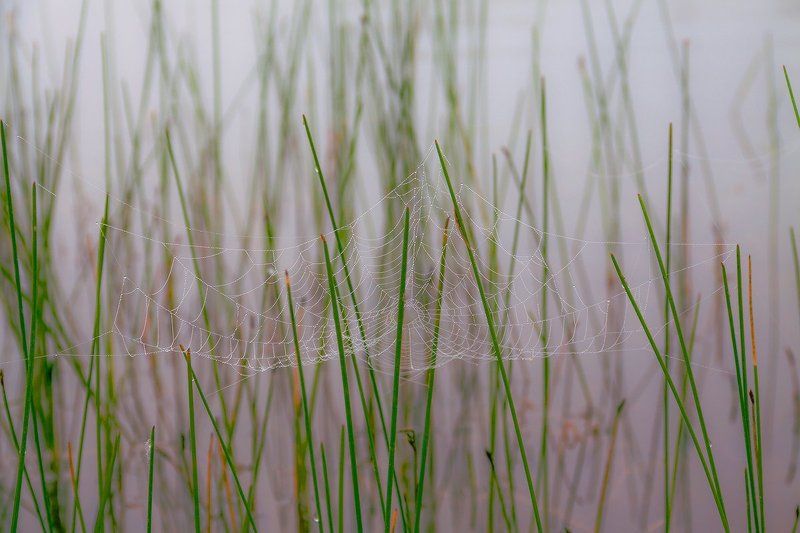 Сети расставлены фото превью