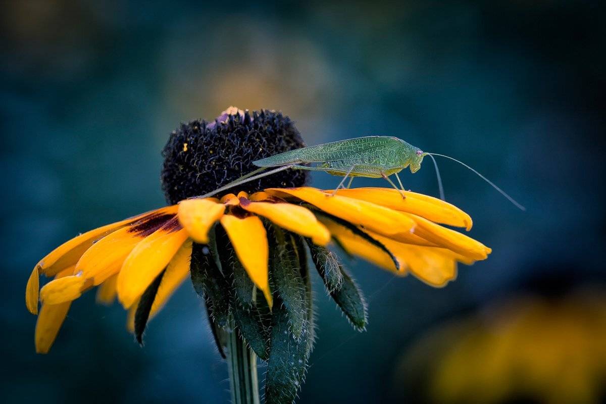 , Nicolae Fanurie Chirobocea