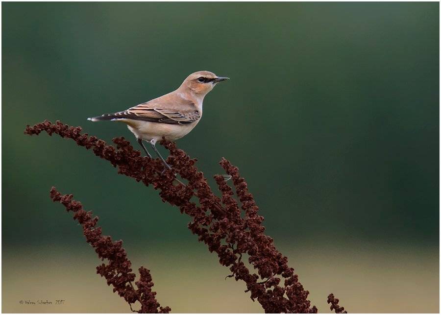 , Валерий Субачев