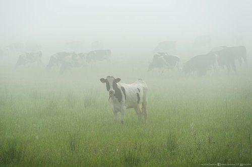 Задумчивое молчание