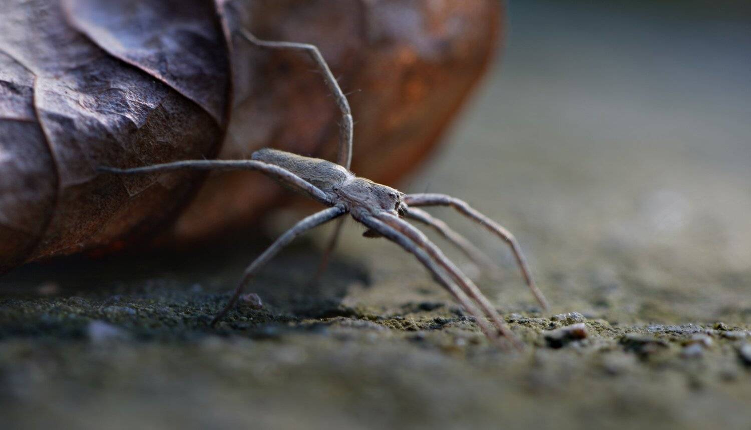 природа, макро, насекомые, паук, лист, точка опоры,, Неля Рачкова