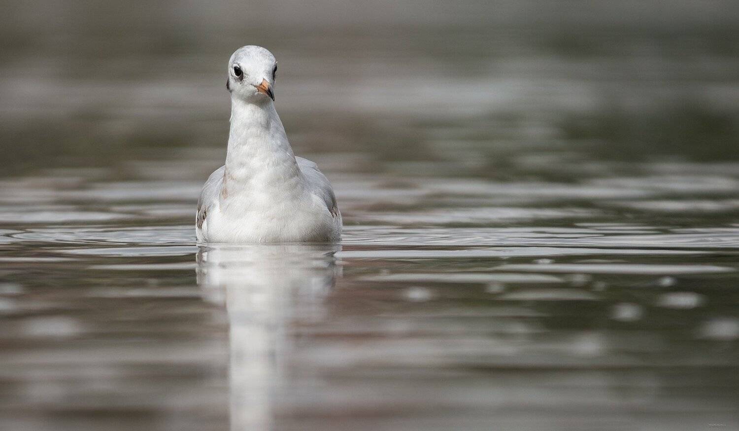 природа, лес, животные, птицы, Дмитрий Посевич