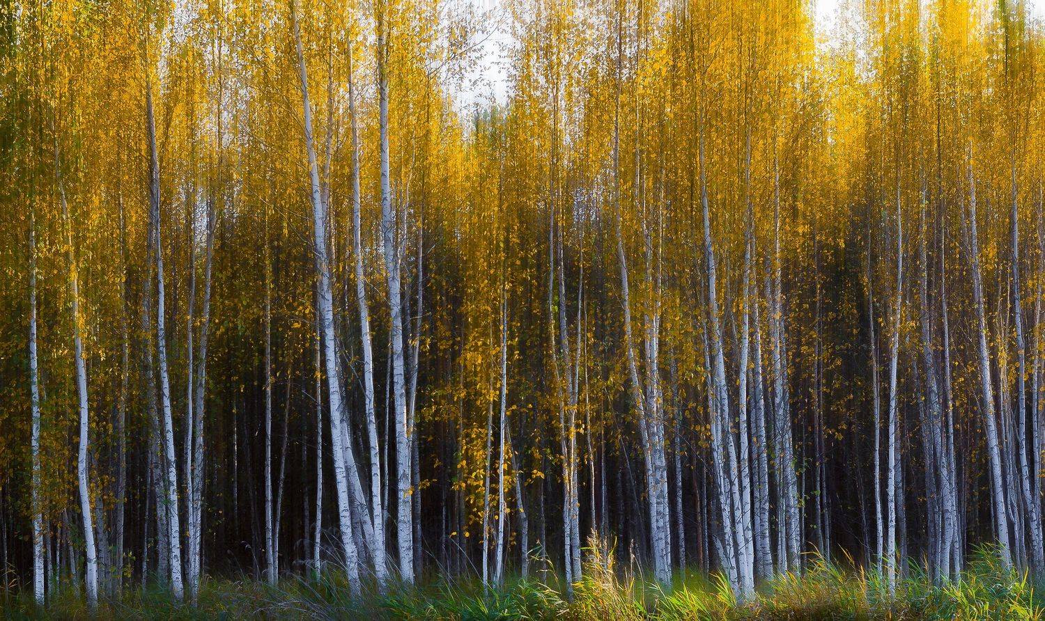 , Александр Казин