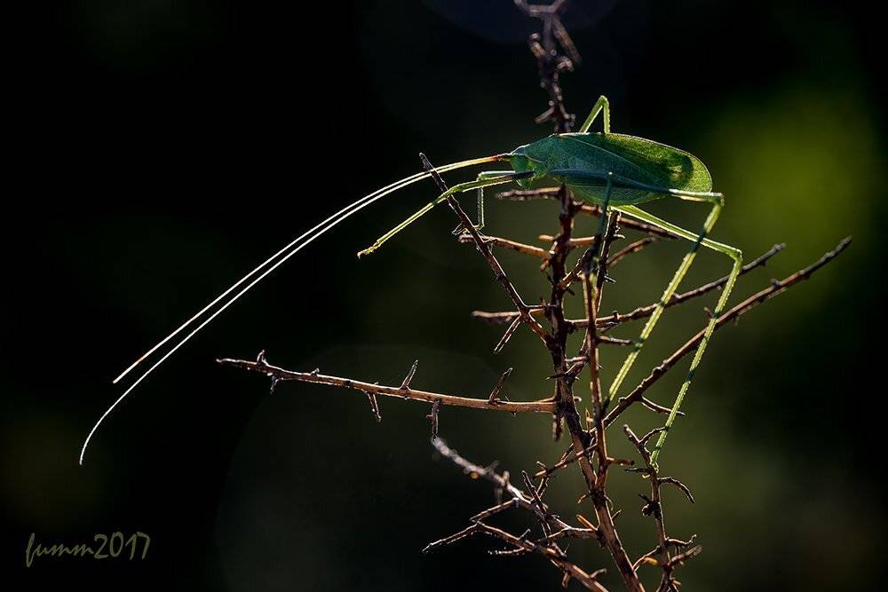 , Игорь ФУММ