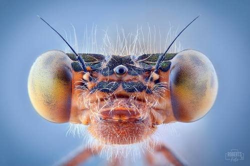 Extreme Macro Photography
