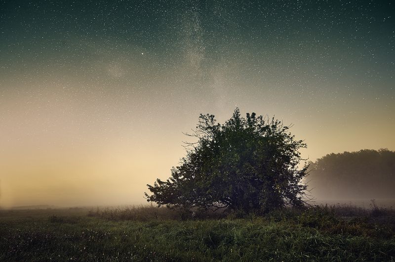 Дикая Яблоня фото превью