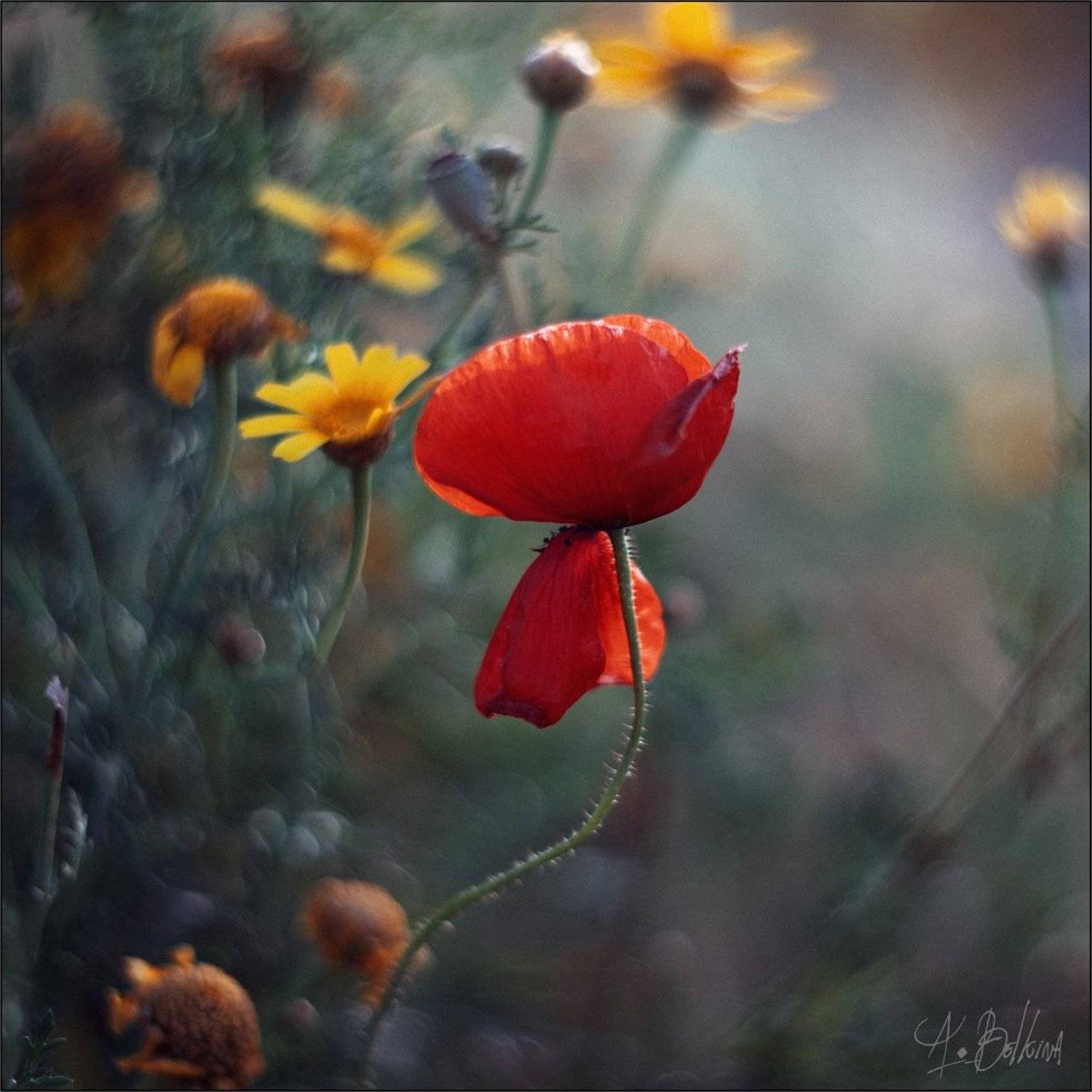 , Ариадна Белкина