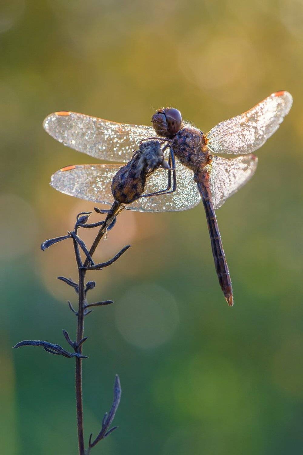 , Кузнецов Дмитрий