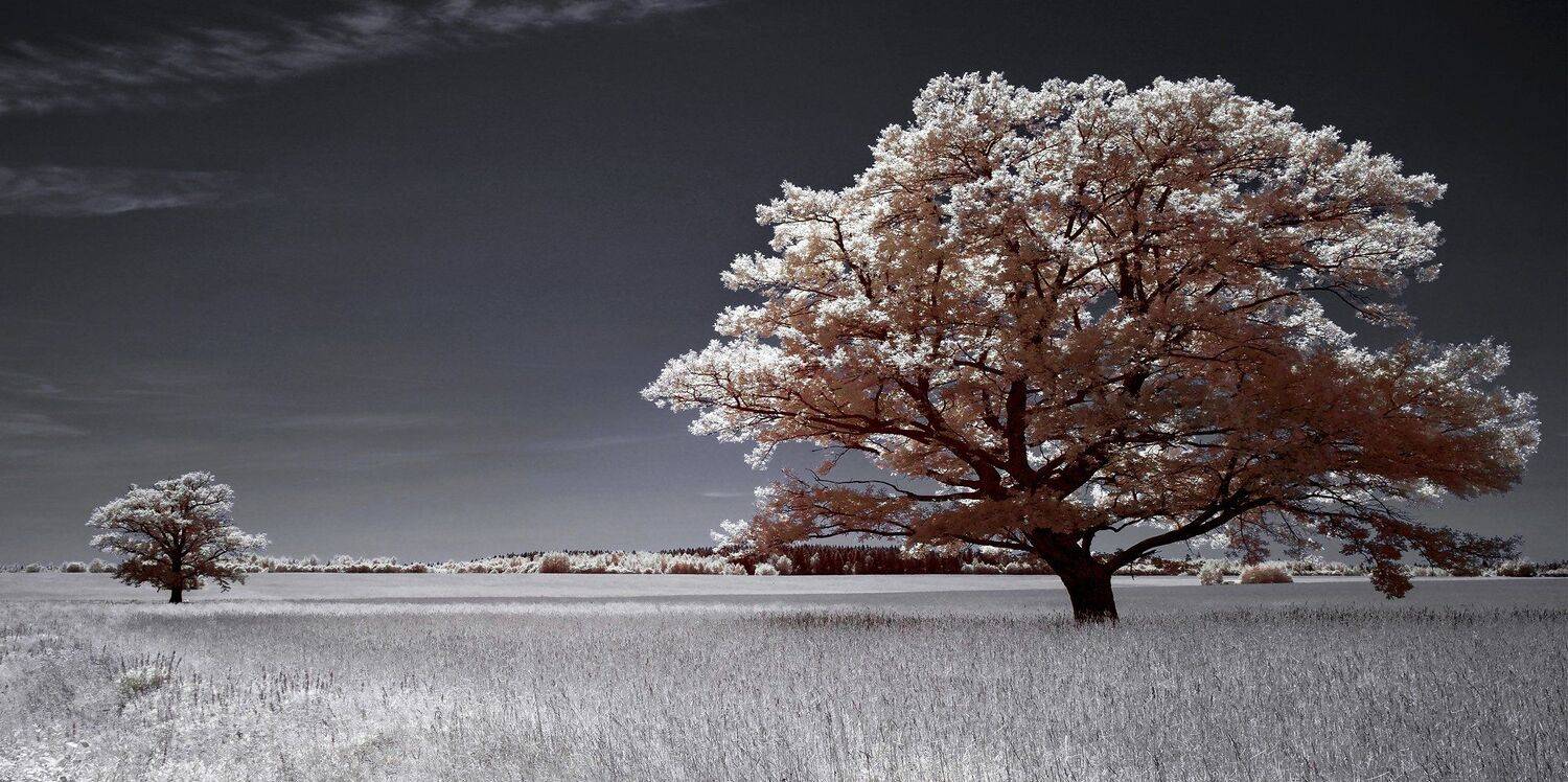infrared,ик-фото,инфракрасное фото,инфракрасная фотография,пейзаж,природа,беларусь,лето, Sixten ( Сергей )