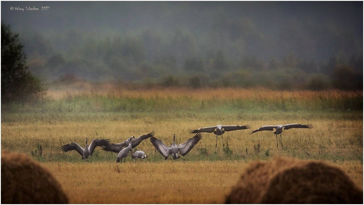 , Валерий Субачев