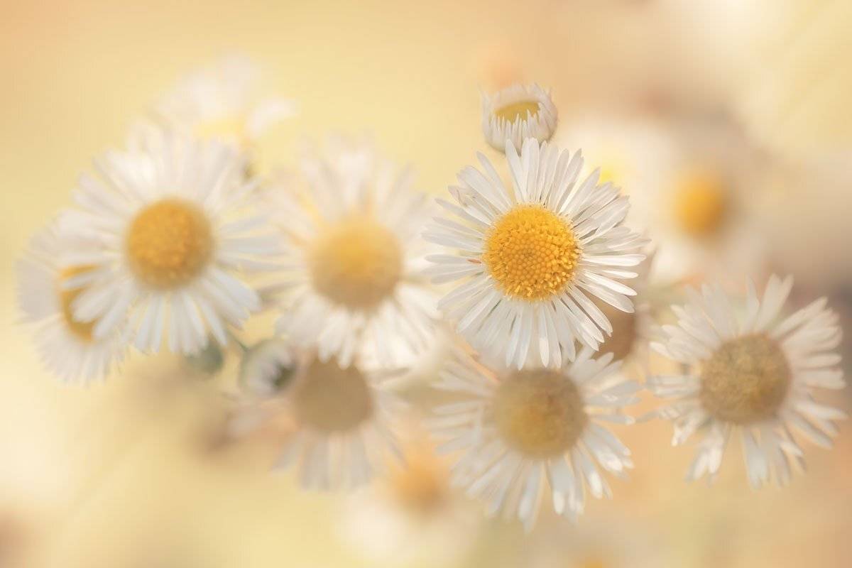 , Шинкарева Елена