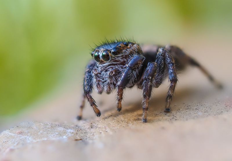Паучок фото превью