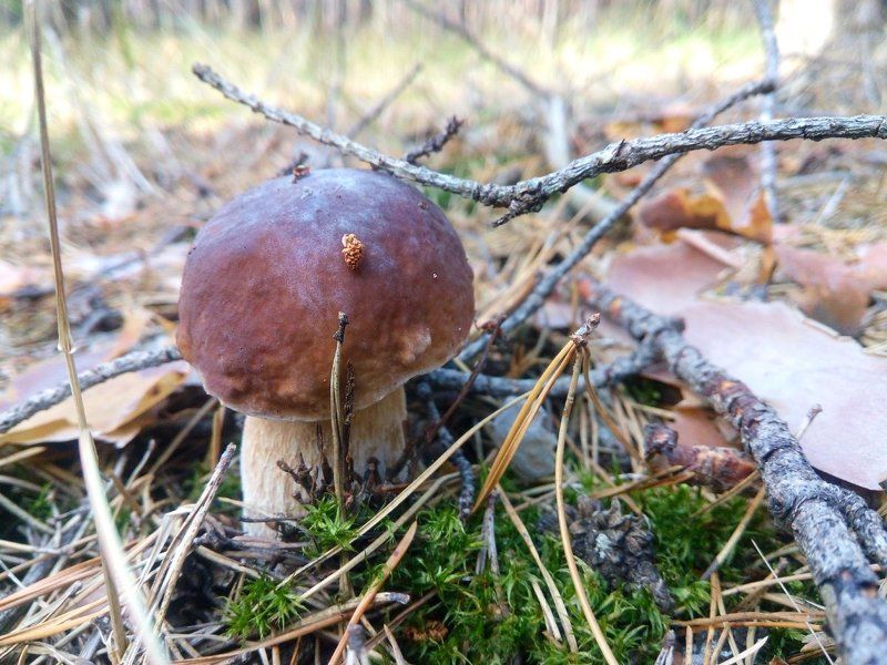 Грибалка фото превью