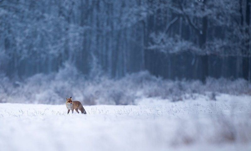 зима фото превью