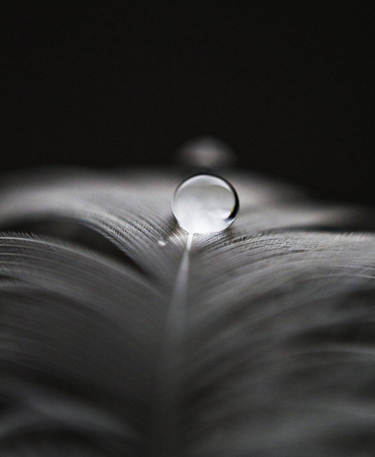 nature, macro. nikon, burbble, Elein