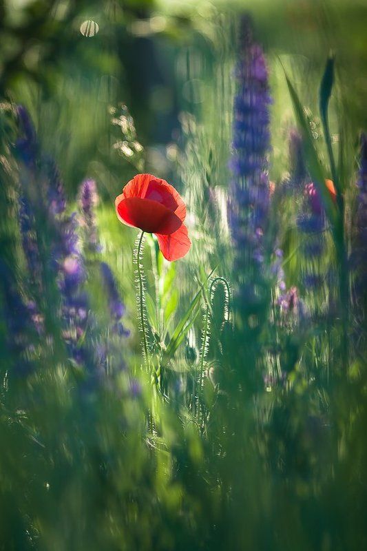 poppy, nature, summer Summer gift фото превью