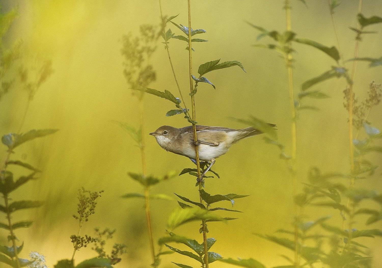 , Аникеев Владимир