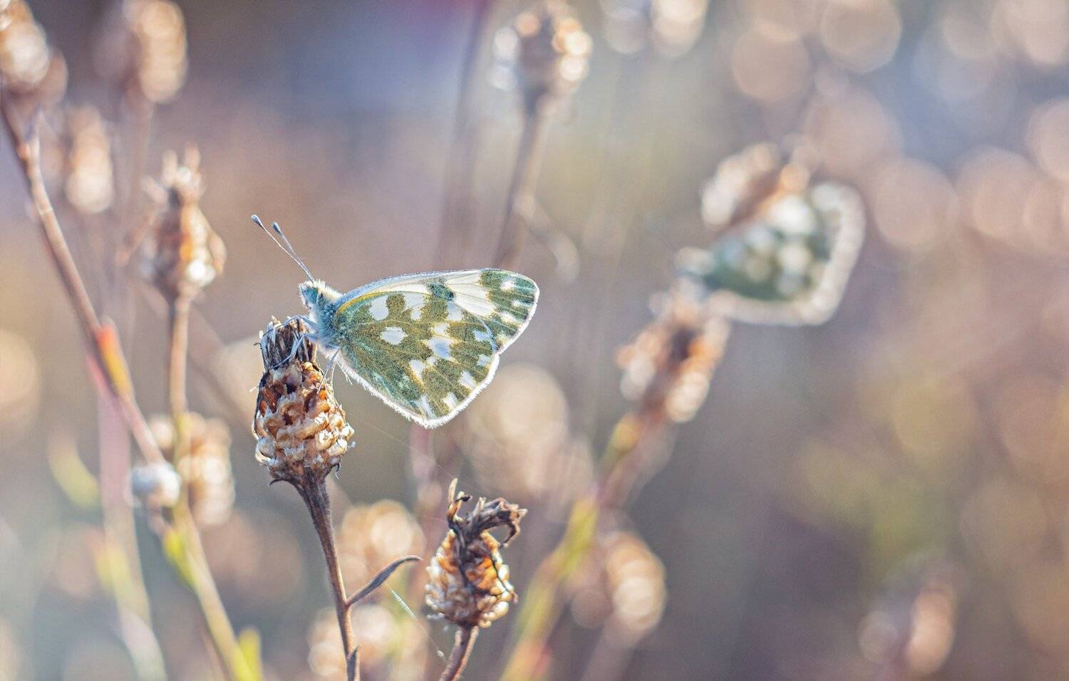 бабочка,цветы, желтый, лапки, цвет, Юрий Котов