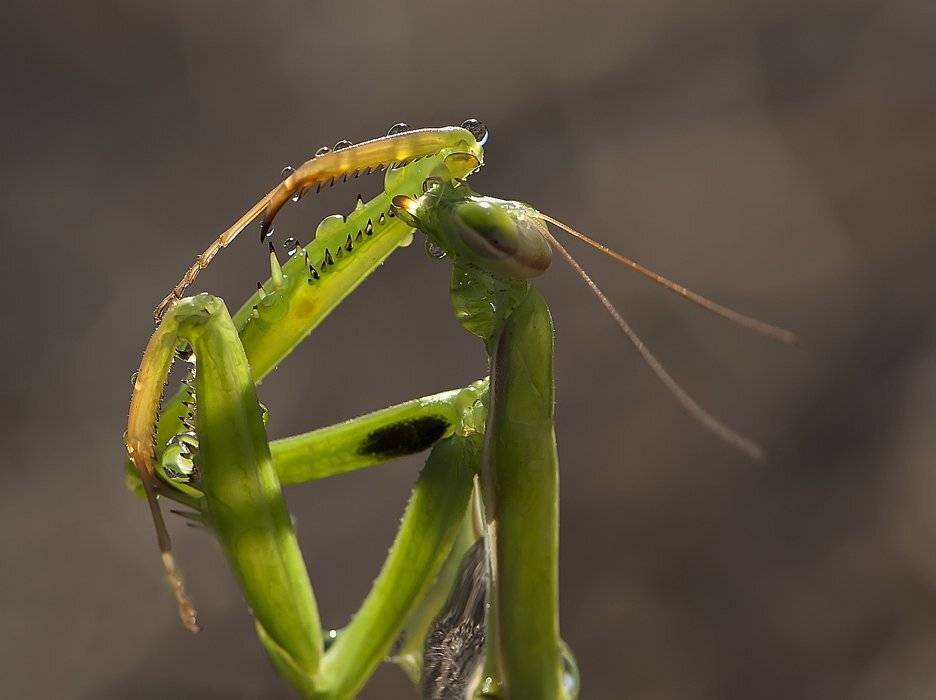 богомол, Татьяна Аверина