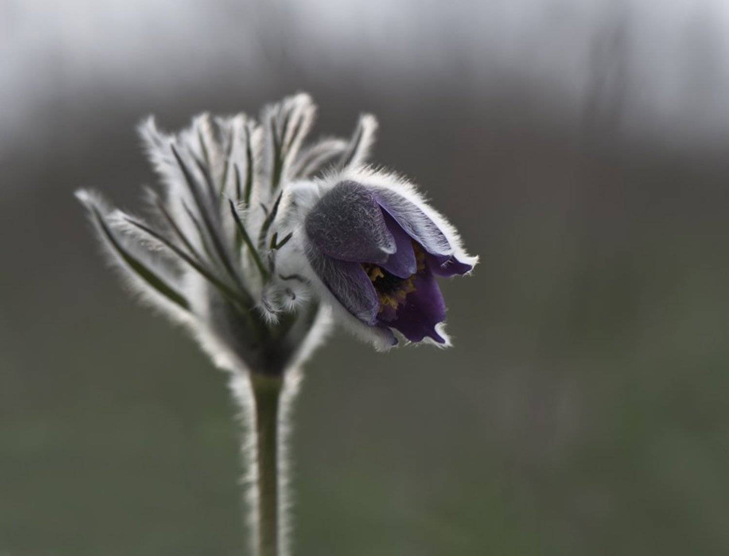 сон-трава,цветы, Татьяна Аверина