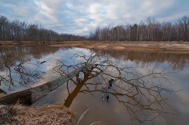 осень, окский заповедник, река, дерево, лес, облака, отражения Ноябрь фото превью