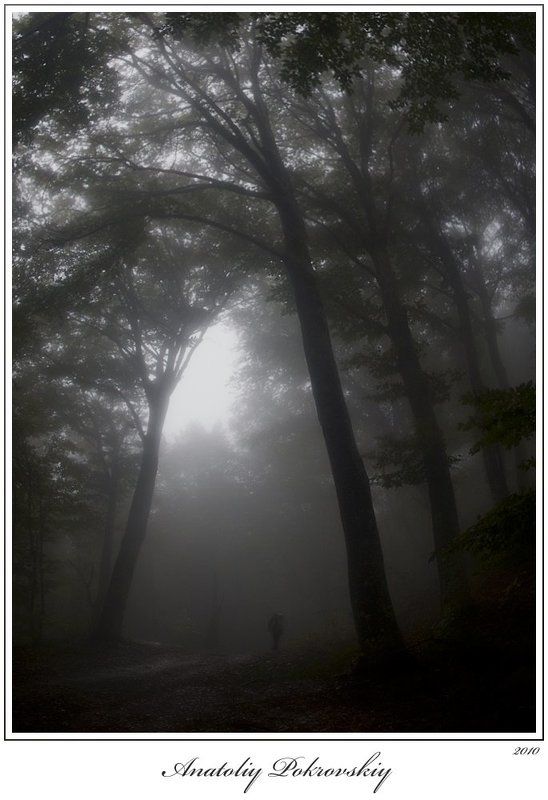 крым, лес, туман, бук, горы, эльх-кая, анатолий покровский Когда деревья были большими фото превью