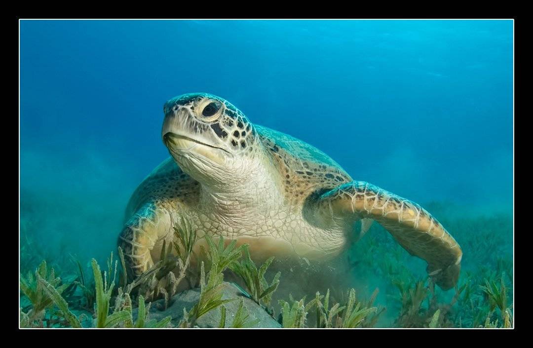 черепаха, морская, Дмитрий