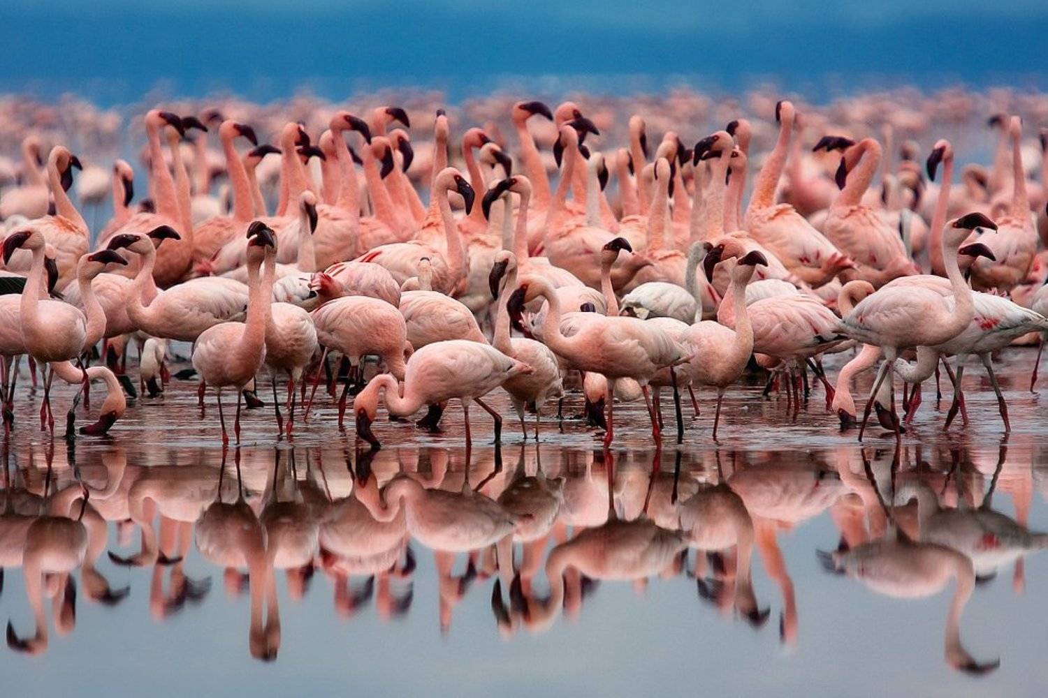 африка, кения, накуру, фламинго, Eeyore