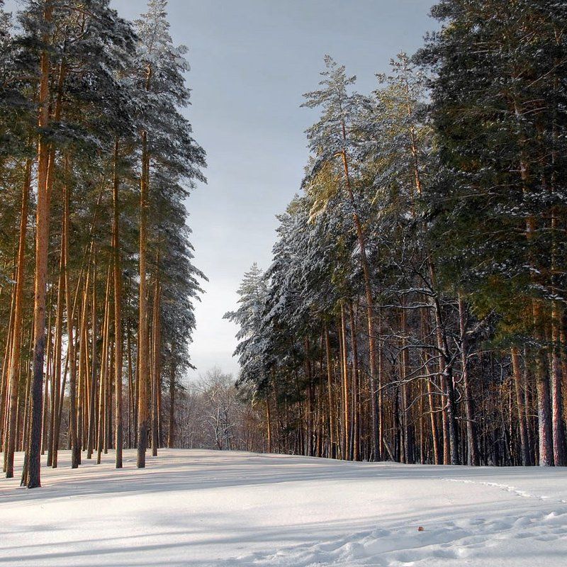 Морозный день фото превью