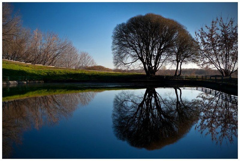 Дерево у пруда фото превью