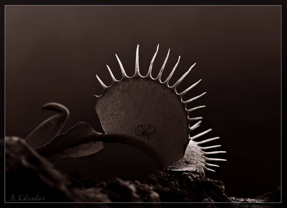 насекомоядное растение, венерина мухоловка, ч/б, Ковалевич А.