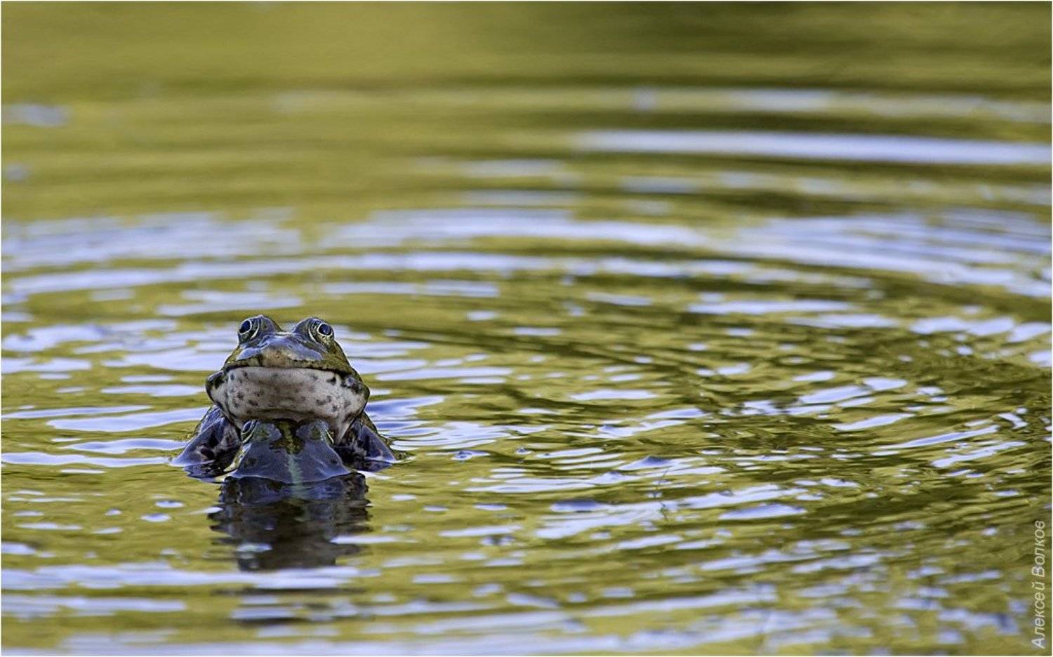 озёрные лягушки, дуэль самцов,, Amazon-san