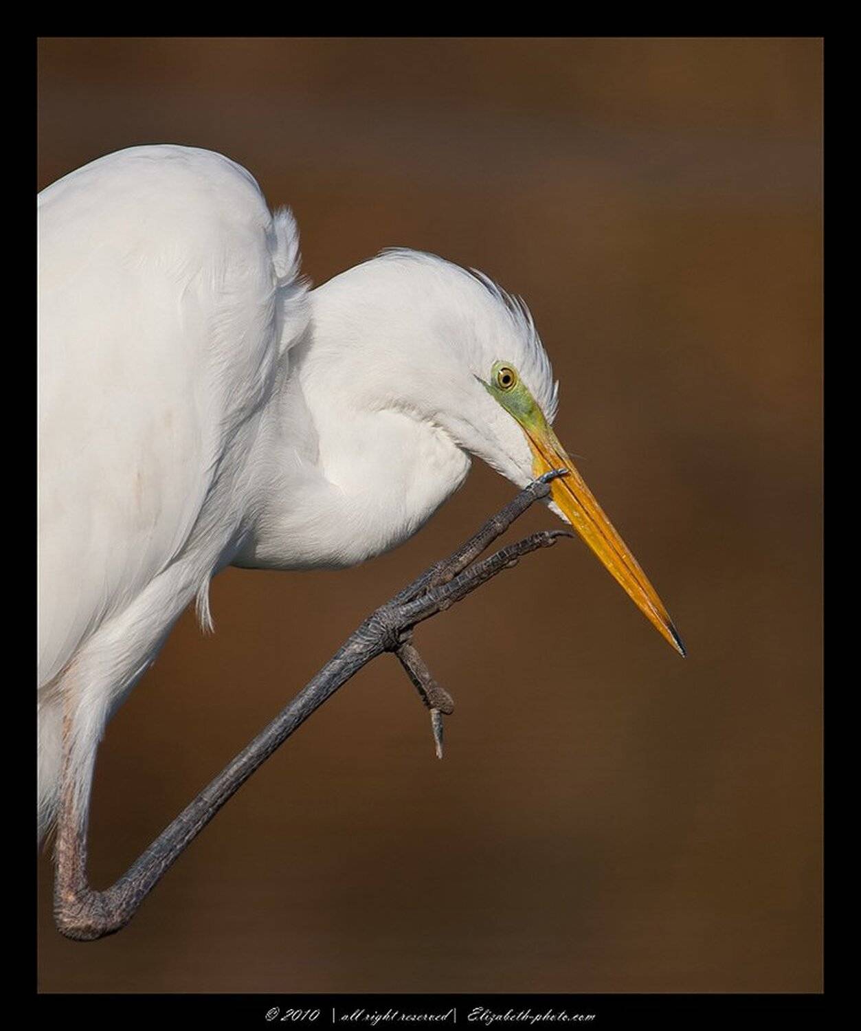 большая, белая, цапля, ardea, alba, израиль, Elizabeth Etkind