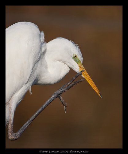 Большая белая цапля - Ardea alba
