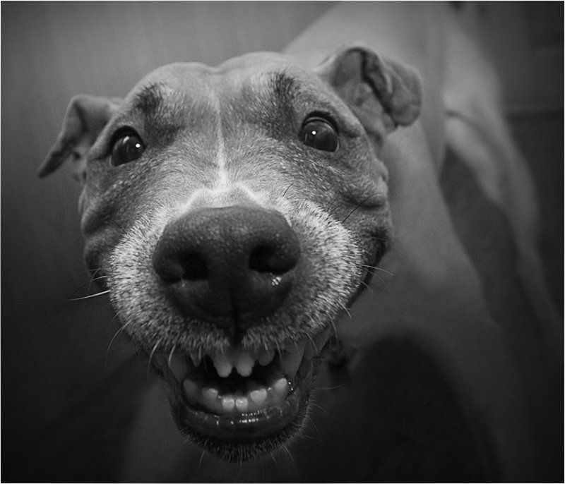 Smile фото превью