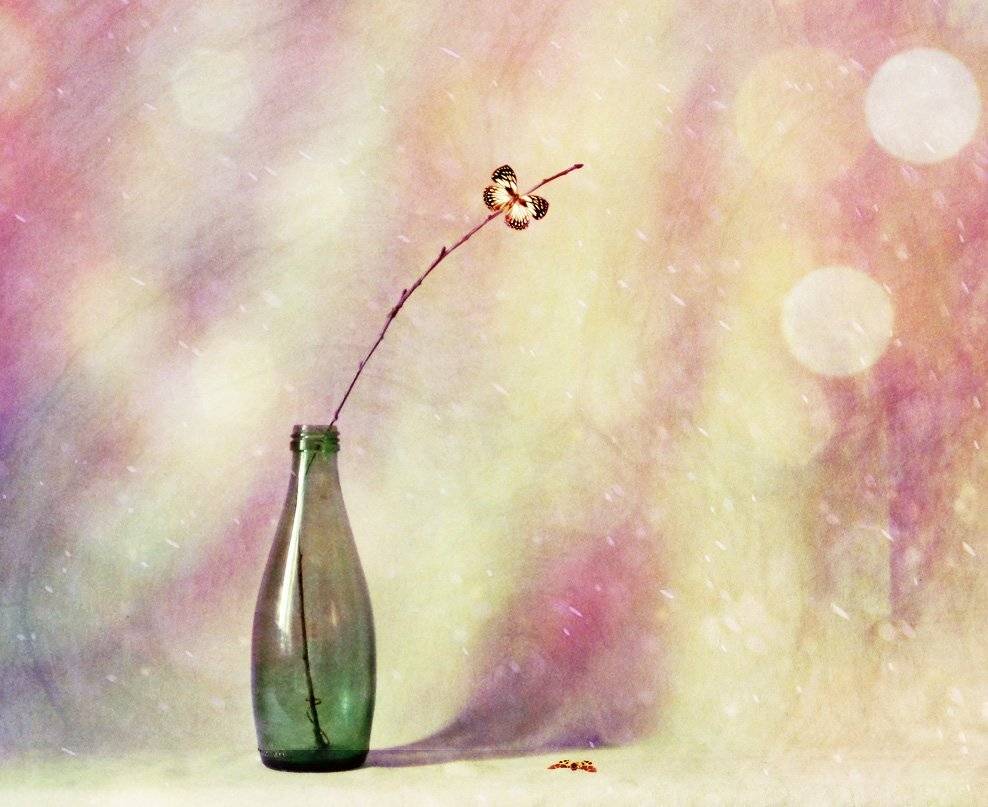 бабочка, Юлия