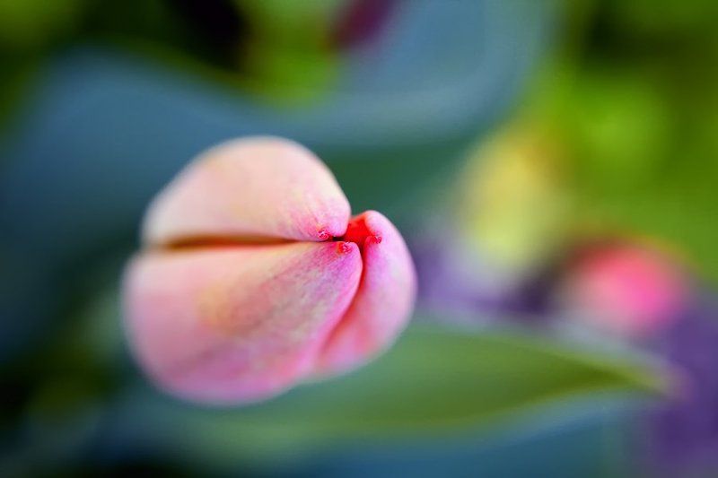 Kiss of tulip фото превью