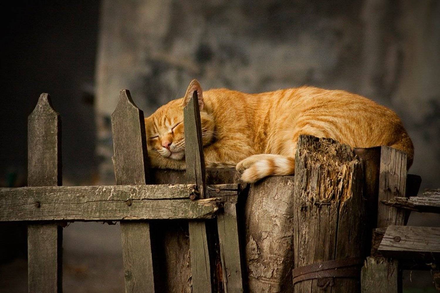 спящий, рыжый, кот, Антон