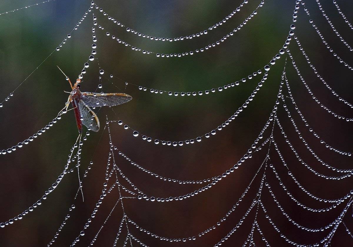 паутина, роса, утро, осень, Петриченко Валерий
