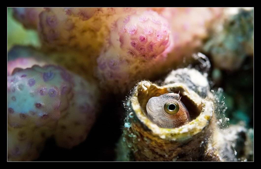 собачка, красное, море, Дмитрий