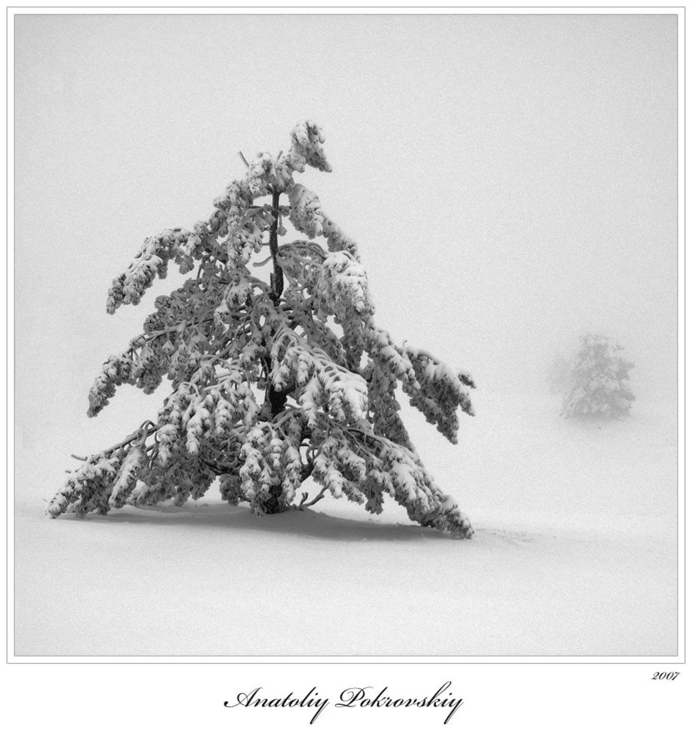 сосна, снег, туман, облако, анатолий покровский, Анатолий Покровский